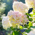 Hortensie 'Phantom' - Hydrangea Paniculata Phantom