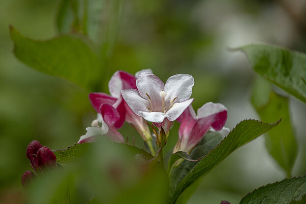 Weigela - Weigela 'Marjorie'