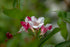 Weigela - Weigela 'Marjorie'