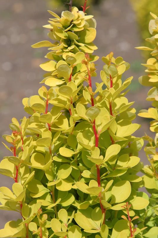 Drăcilă aurie - Berberis thunbergii Golden Torch