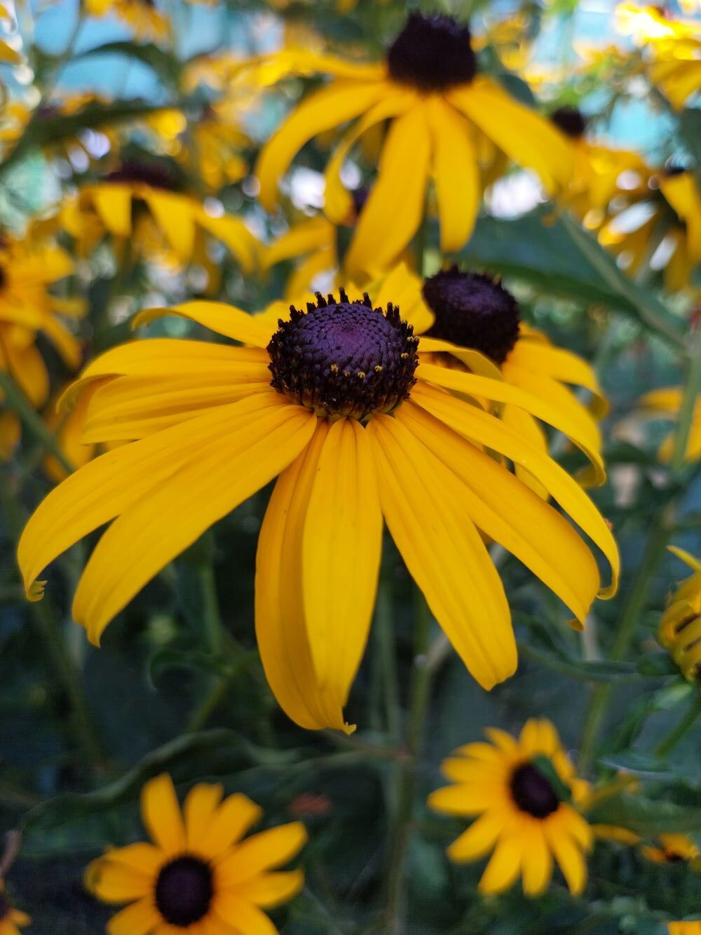 Ruji - Rudbeckia fulgida Goldsturm