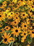 Ruji - Rudbeckia fulgida Goldsturm