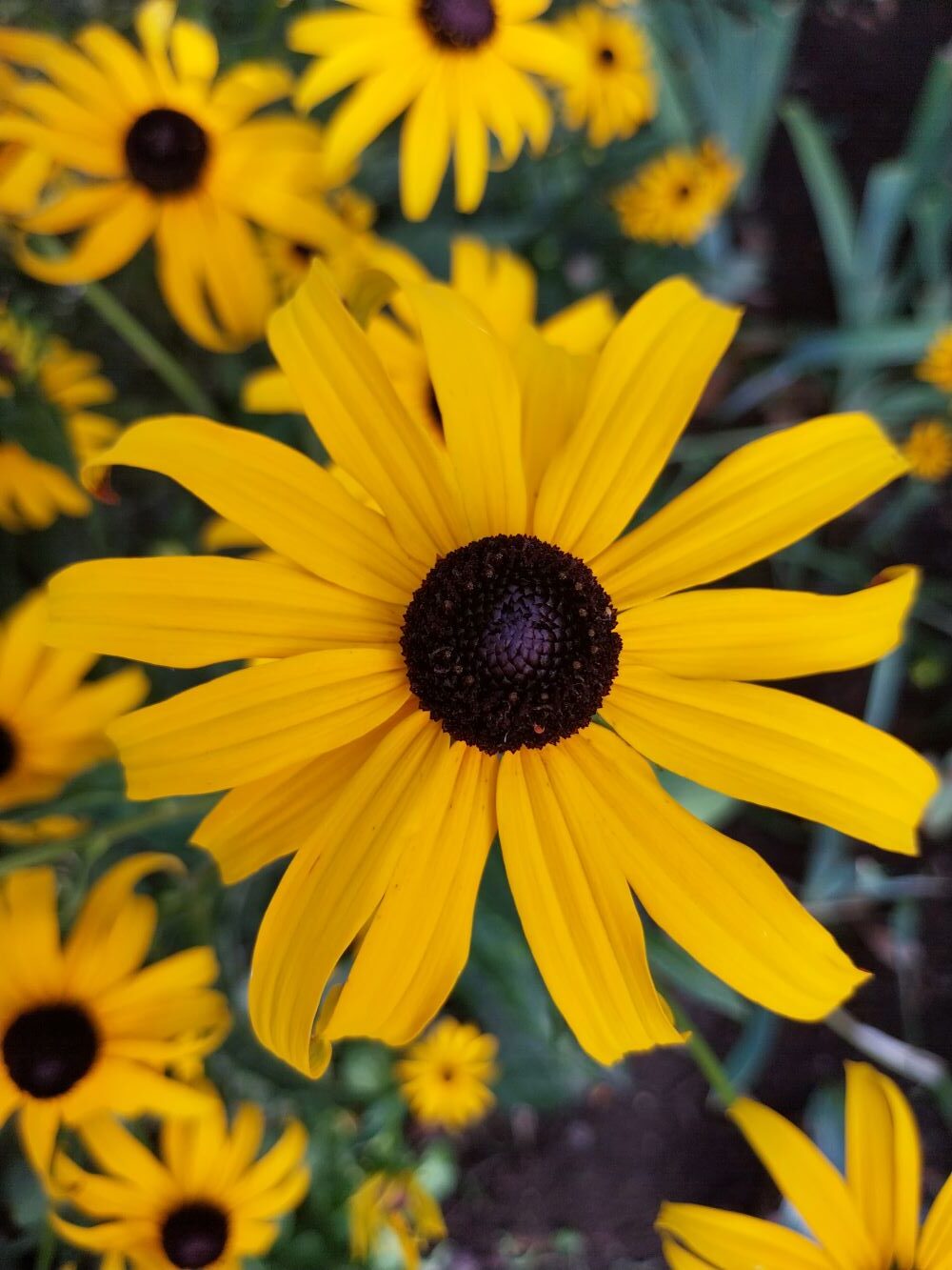 Ruji - Rudbeckia fulgida Goldsturm