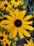 Ruji - Rudbeckia fulgida Goldsturm