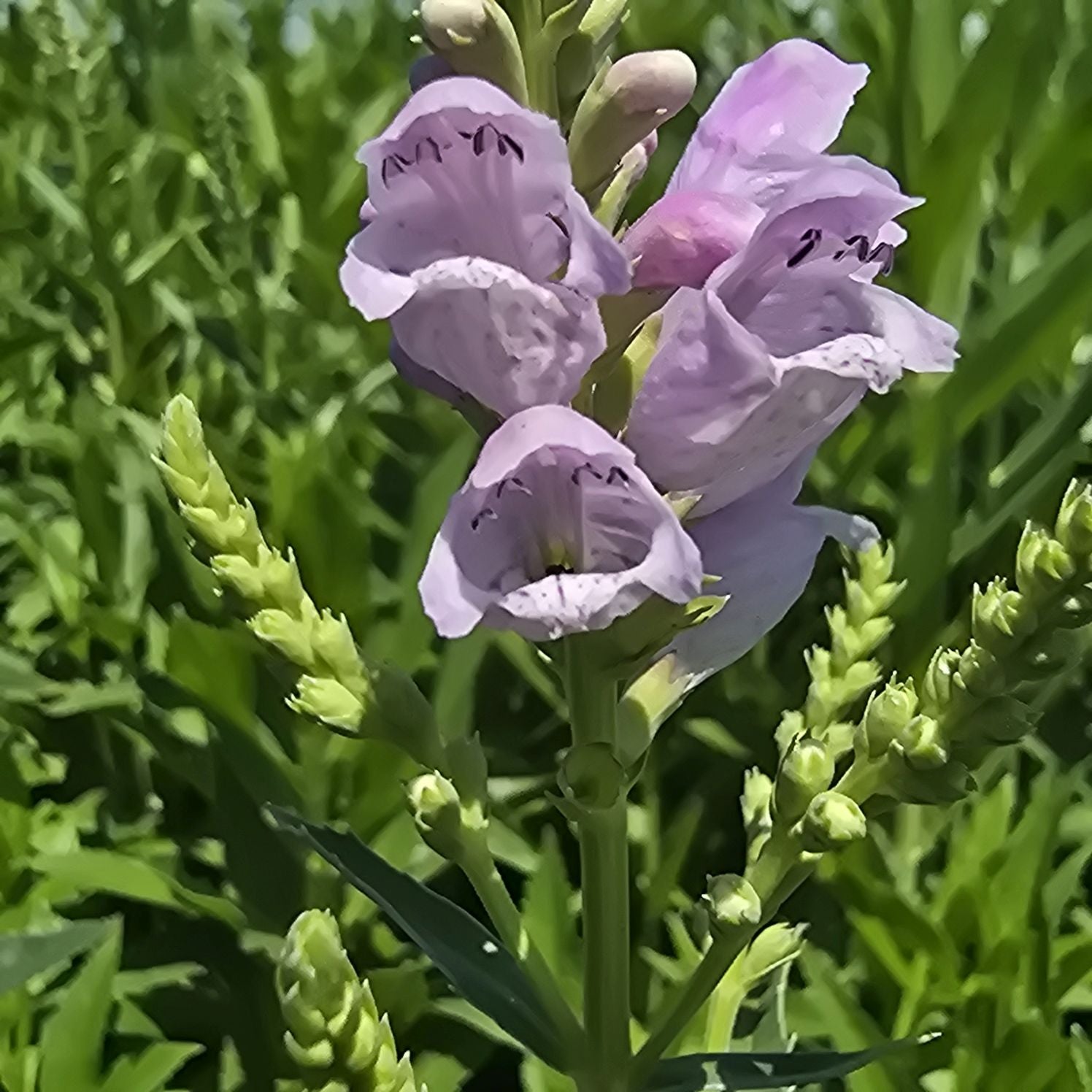 Răchițica - Physostegia virginiana Crystal Peak Rose