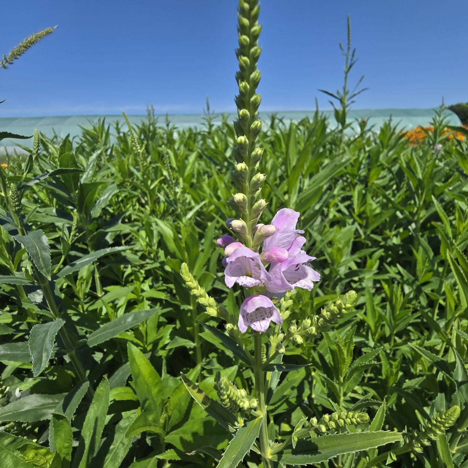 Răchițica - Physostegia virginiana Crystal Peak Rose