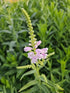 Răchițica - Physostegia virginiana Crystal Peak Rose