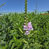 Răchițica - Physostegia virginiana Crystal Peak Rose