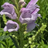 Răchițica - Physostegia virginiana Crystal Peak Rose