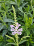 Răchițica - Physostegia virginiana Crystal Peak Rose