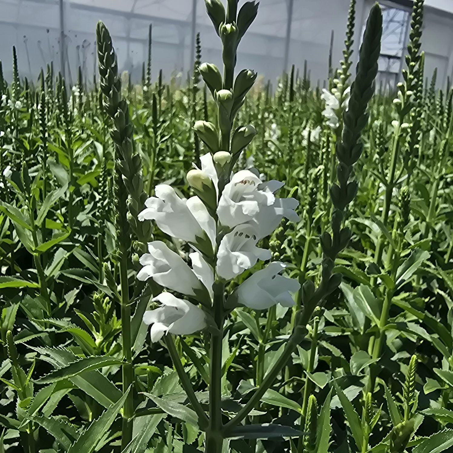 Răchițica - Physostegia virginiana Crystal Peak White