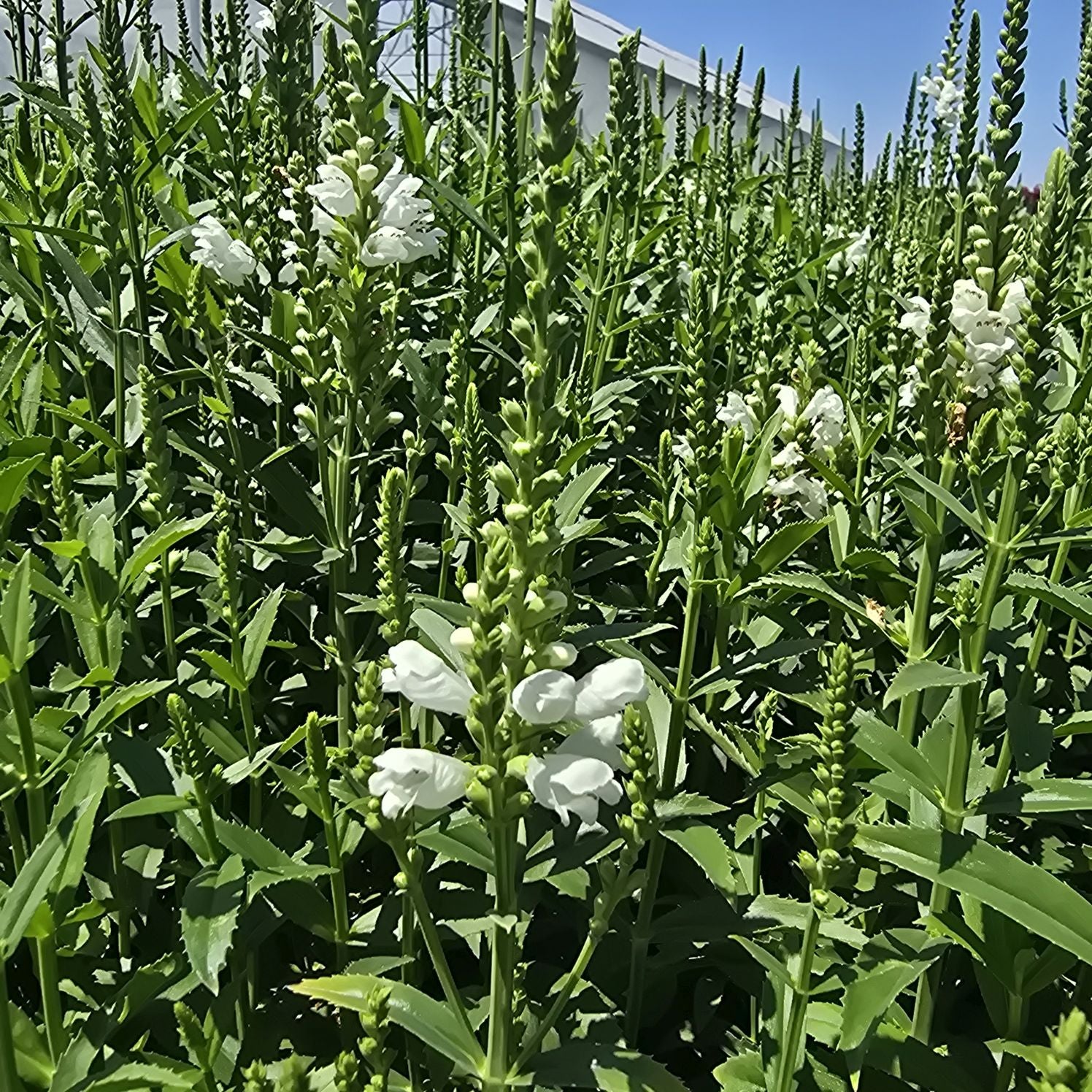 Răchițica - Physostegia virginiana Crystal Peak White