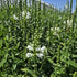 Răchițica - Physostegia virginiana Crystal Peak White