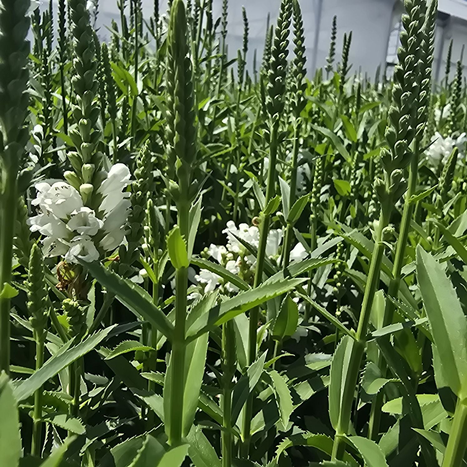 Răchițica - Physostegia virginiana Crystal Peak White