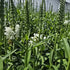 Răchițica - Physostegia virginiana Crystal Peak White