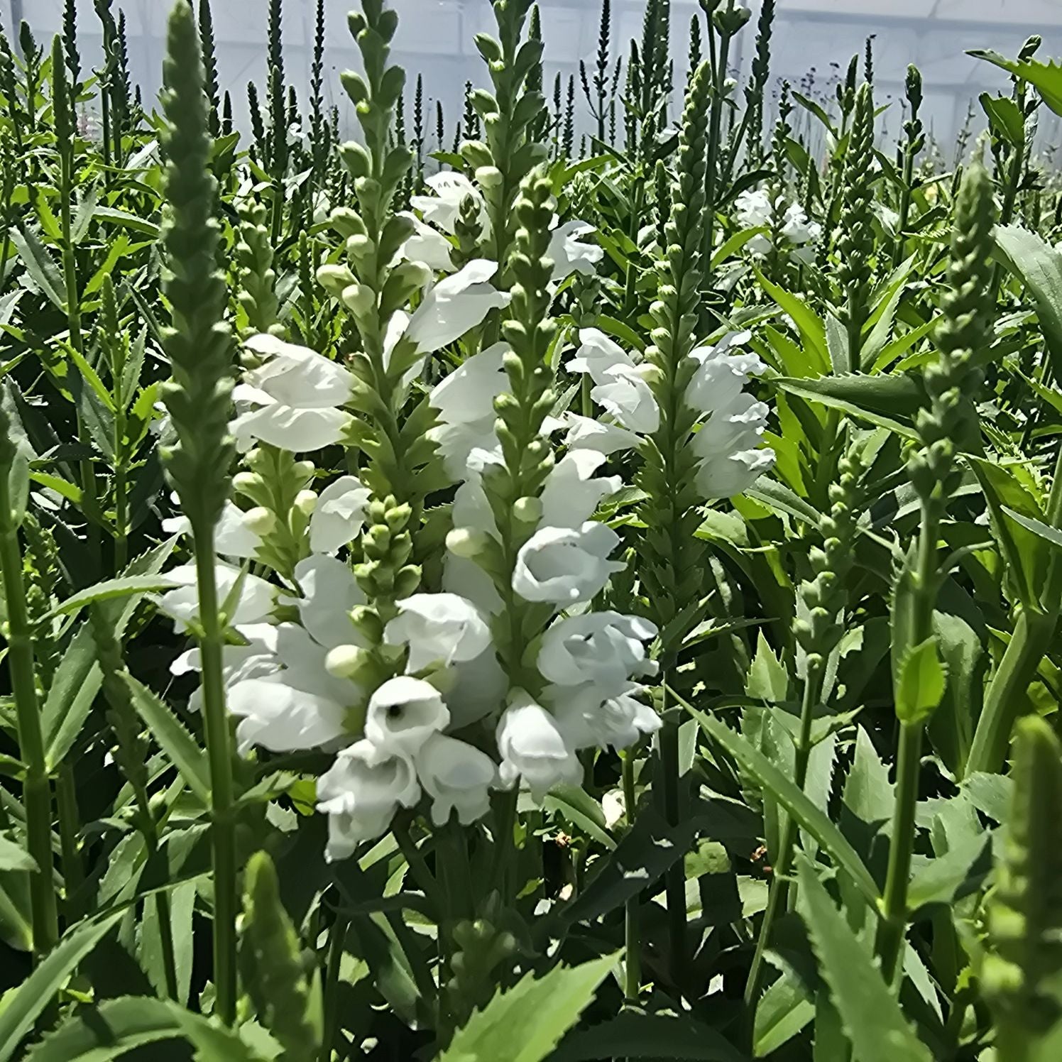 Răchițica - Physostegia virginiana Crystal Peak White