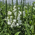 Răchițica - Physostegia virginiana Crystal Peak White
