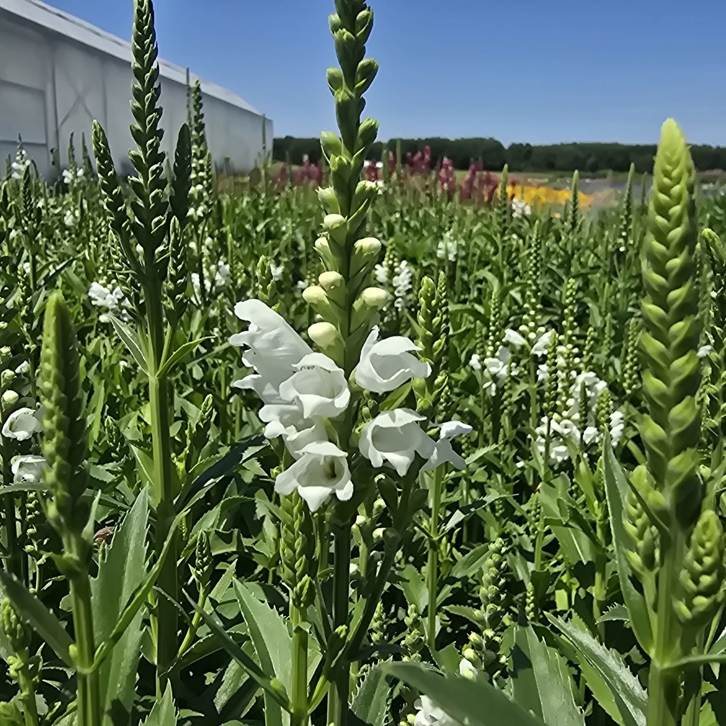 Răchițica - Physostegia virginiana Crystal Peak White