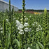 Răchițica - Physostegia virginiana Crystal Peak White
