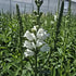 Răchițica - Physostegia virginiana Crystal Peak White