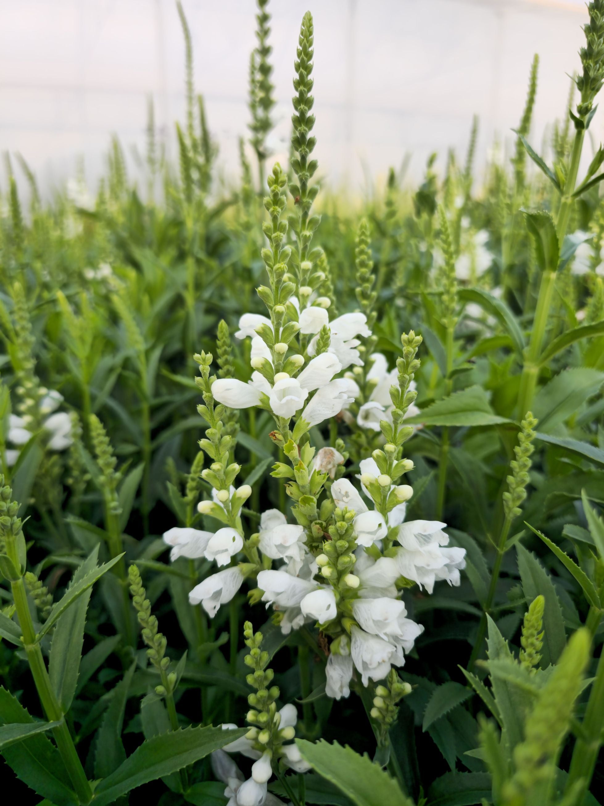 Răchițica - Physostegia virginiana Crystal Peak White