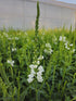 Răchițica - Physostegia virginiana Crystal Peak White