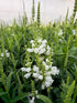 Răchițica - Physostegia virginiana Crystal Peak White