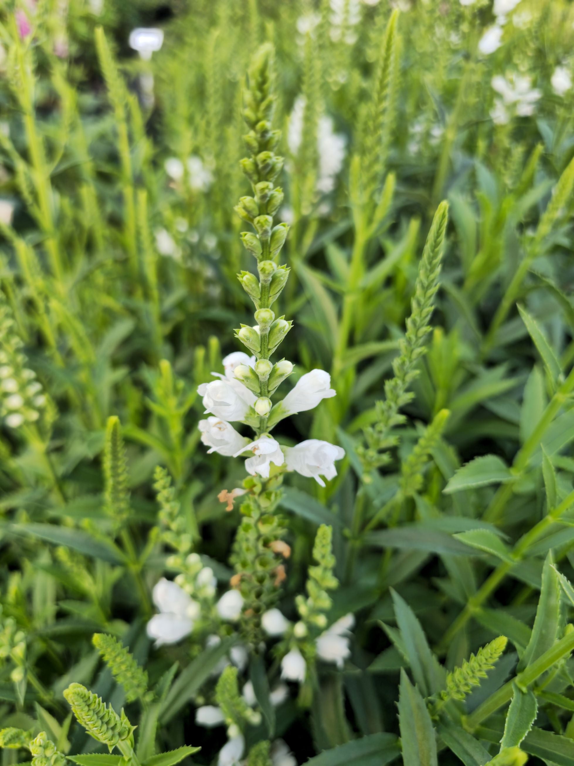 Răchițica - Physostegia virginiana Crystal Peak White