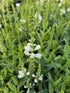 Răchițica - Physostegia virginiana Crystal Peak White