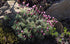 Margareta marocană roz - Rhodanthemum hosmariense Zagora® Pink