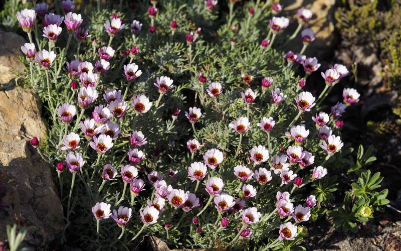 Margareta marocană roz - Rhodanthemum hosmariense Zagora® Pink