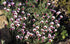 Margareta marocană roz - Rhodanthemum hosmariense Zagora® Pink