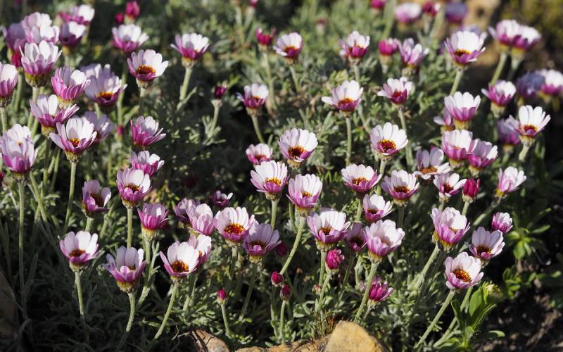 Margareta marocană roz - Rhodanthemum hosmariense Zagora® Pink