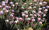 Margareta marocană roz - Rhodanthemum hosmariense Zagora® Pink