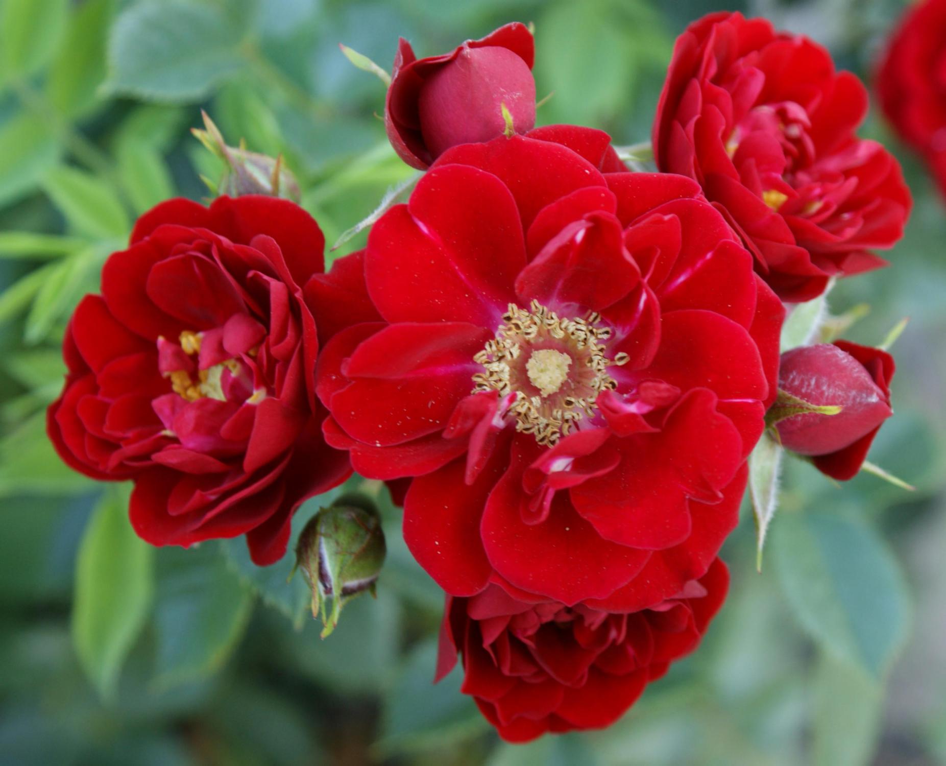 Trandafir târâtor Fairy Dance - Rosa 'Fairy Dance'