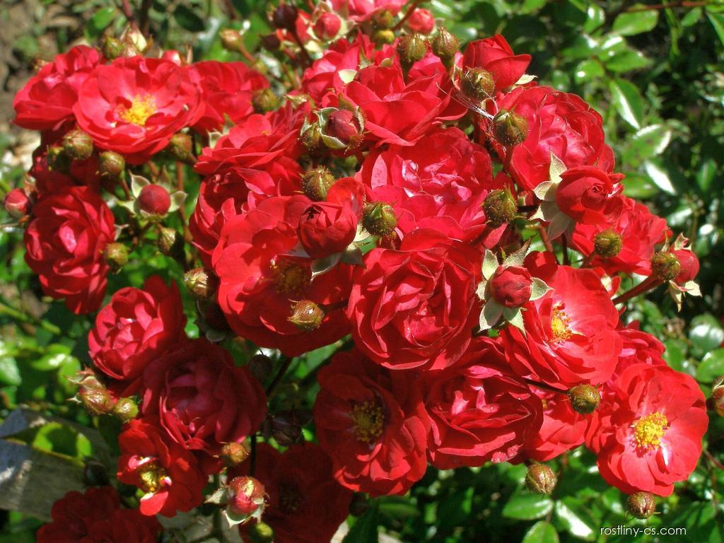 Trandafir târâtor Fairy Dance - Rosa 'Fairy Dance'