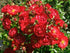 Trandafir târâtor Fairy Dance - Rosa 'Fairy Dance'