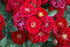 Trandafir târâtor Fairy Dance - Rosa 'Fairy Dance'