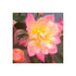 Trandafirul târâtor Tricolor - Rosa Fairy Tricolor