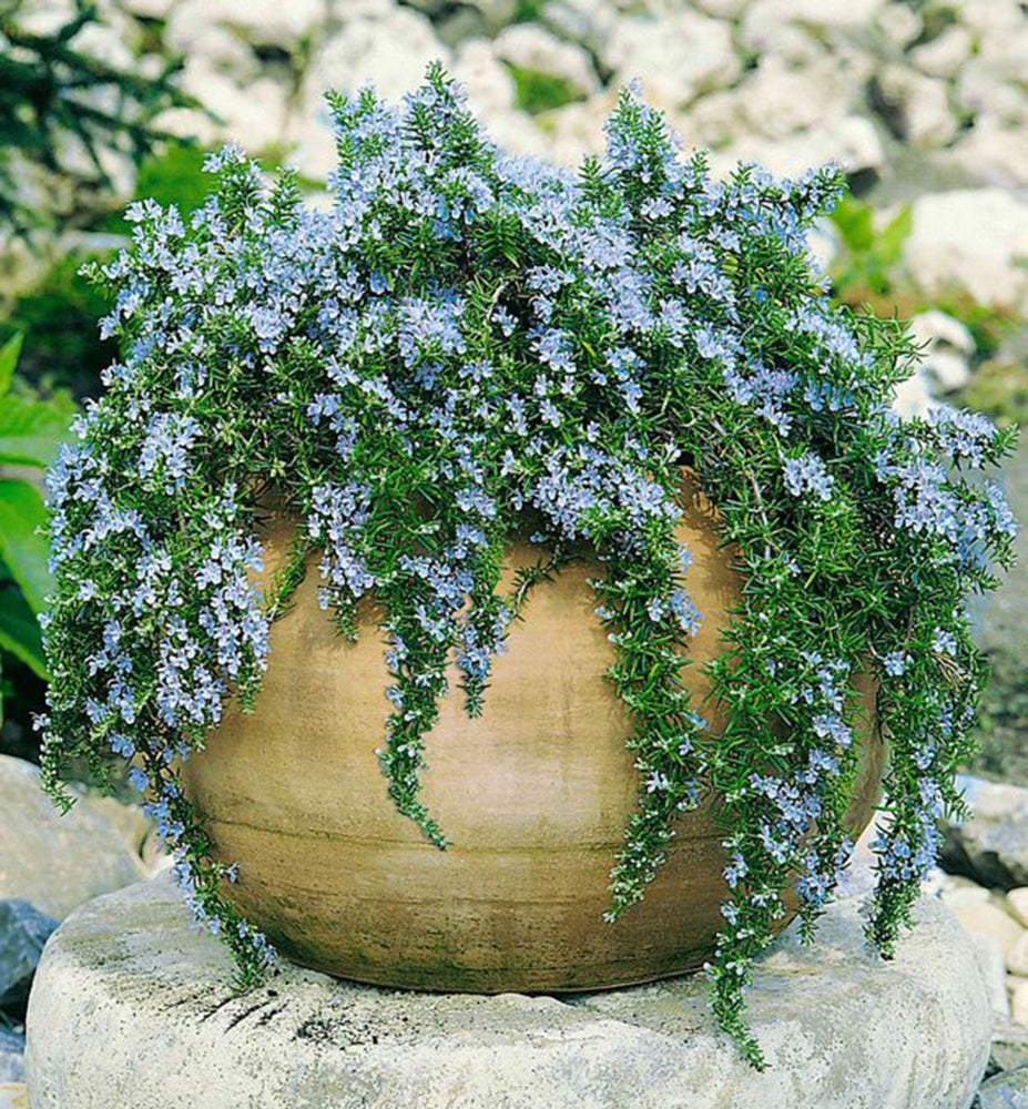 Rozmarin târâtor - Rosmarinus repens ‘Blue Rain’
