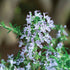 Rozmarin târâtor - Rosmarinus repens ‘Blue Rain’