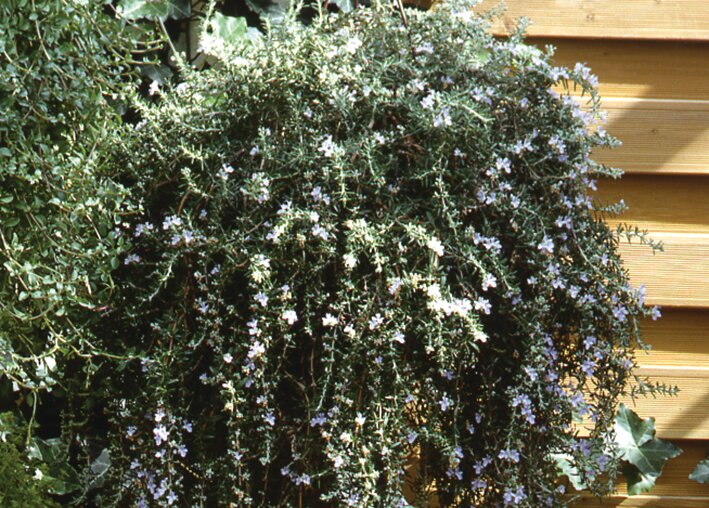 Rozmarin târâtor - Rosmarinus repens ‘Blue Rain’
