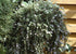 Rozmarin târâtor - Rosmarinus repens ‘Blue Rain’