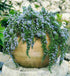 Rozmarin târâtor - Rosmarinus repens ‘Blue Rain’