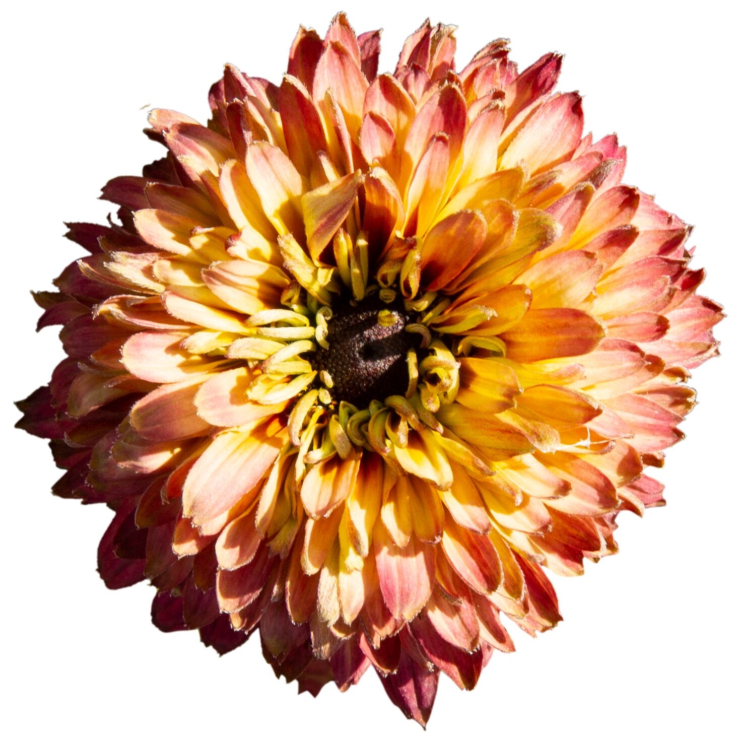 Ruji -  Rudbeckia hirta Rudy ‘Double Rose Yellow’