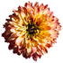 Ruji -  Rudbeckia hirta Rudy ‘Double Rose Yellow’