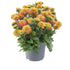 Ruji -  Rudbeckia hirta Rudy ‘Double Rose Yellow’