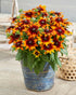 Ruji - Rudbeckia hirta ‘Rudy Sunset’