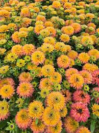 Ruji -  Rudbeckia hirta Rudy ‘Double Rose Yellow’