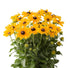 Ruji - Rudbeckia hirta ‘Rudy Sunset’